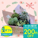 夏 ギフト 多肉植物 プレゼント おまかせ 寄せ鉢 選べるセット【お届け中】多肉苗 セダム ビーンネックレス 多年草 鉢植え 寄せ植え サマーギフト お中元 夏...