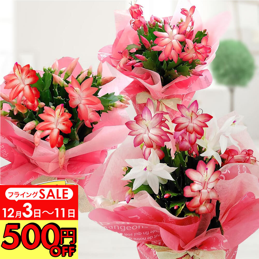 ＼500円OFFクーポン発行中 12/3～／ ギフト 花 鉢花 蕾でお届け デンマークカクタス 選べる品種 1鉢 5号 ツボミでお届け【即納 地域限定送料無料】Schlumbergera シャコバサボテン サボテン カニバサボテン クリスマスカクタス 贈り物 贈答品 お祝い ハッピーガーデンのサムネイル