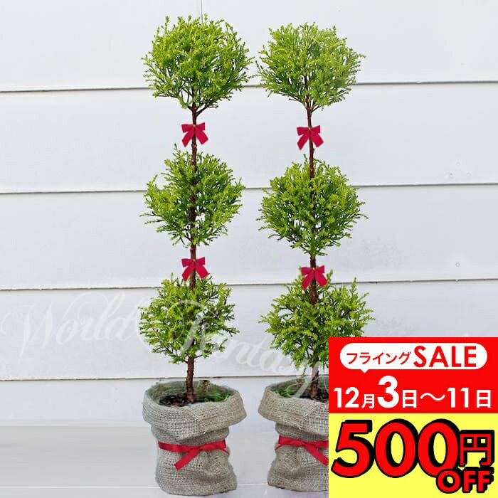 ＼500円OFFクーポン発行中 12/3～／　ギフト 観葉植物 木トピアリー仕立て 3玉 コニファー ゴールドクレス 2鉢セット 5号【お取り寄せ 地域限定送料無料】常緑樹 冬に強い ギフト 鉢植え 誕生日 開店祝い お祝い プレゼント シンメトリー