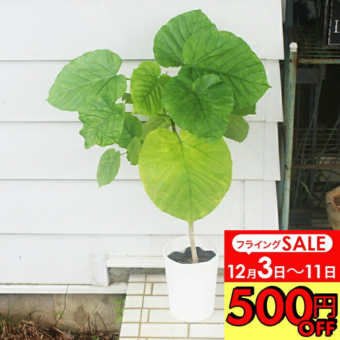 ＼500円OFFクーポン発行中 12/3～／ 観葉植物 フィカス ウンベラータ 7 号 高さ1m前後 【お届け中 大型】Ficus Umbellata 常緑高木 商品 インテリア 新築祝い 引越し祝い 開店祝い 開業祝い ハッピーガーデン