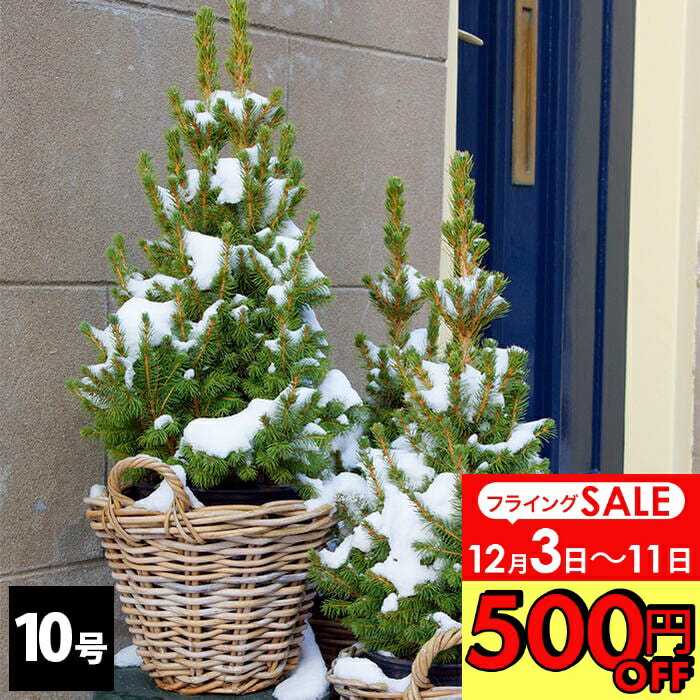 ＼500円OFFクーポン発行中 12/3～／ 木＼本物／クリスマスツリー モミの木 ドイツトウヒ 選べる高さ 1鉢10号【お届け中 地域限定送料無料】Abies firma 植木 庭木 樅の木 記念 樹観葉植物 木 常緑樹 冬に強い 庭木 植木 ギフト 鉢植 ツリー 開店祝い お祝い