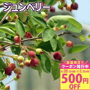\500円クーポン発行中/夏 ギフト 果樹 プレゼント ジュンベリー2年性 5号鉢高さ100cm前後【即納対応中 地域限定送料無料】Amelanchier ジューンベリー 果物 果樹鉢 植物 記念樹 贈り物 サマーギフト お中元 夏のギフト 2025fd