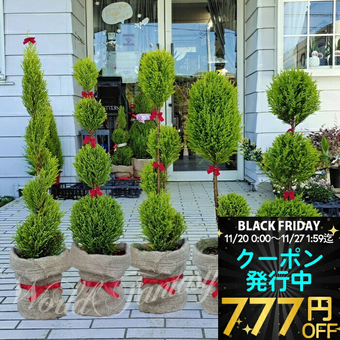 ＼クーポン発行中／ トピアリー仕立て コニファー 5種から選べる 6号【お取り寄せ 送料無料】常緑樹 木 冬に強い 観葉植物 ギフト 鉢植え クリスマス お正月 プレゼント 誕生日 開店祝い お祝い ハッピーガーデン ゴールドクレスト ウィルマ