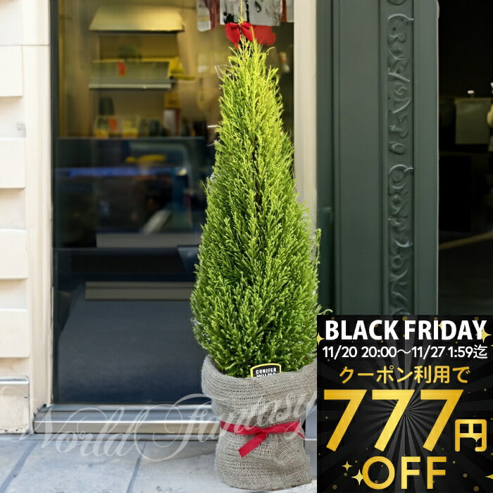 ＼BLACK FRIDAY クーポン発行中／ 観葉植物 ゴールドクレスト ウィルマ 選べる2種 1鉢 6号【お届け中 ..