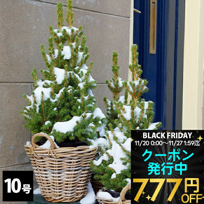 ＼クーポン発行中／ クリスマスツリー モミの木 ドイツトウヒ 選べる高さ 1鉢10号【お届け中 地域限定..