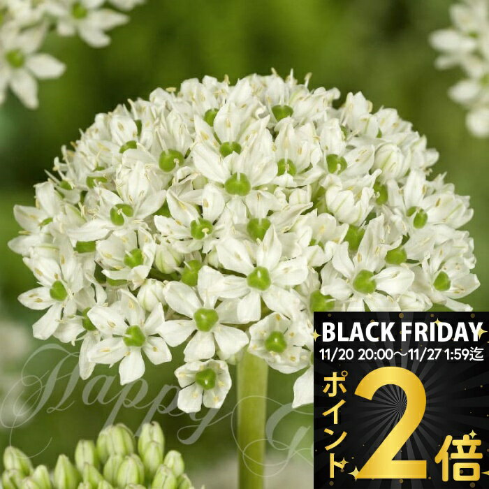 ＼BLACK FRIDAY ポイント2倍／ 植えっぱなし球根 球根
