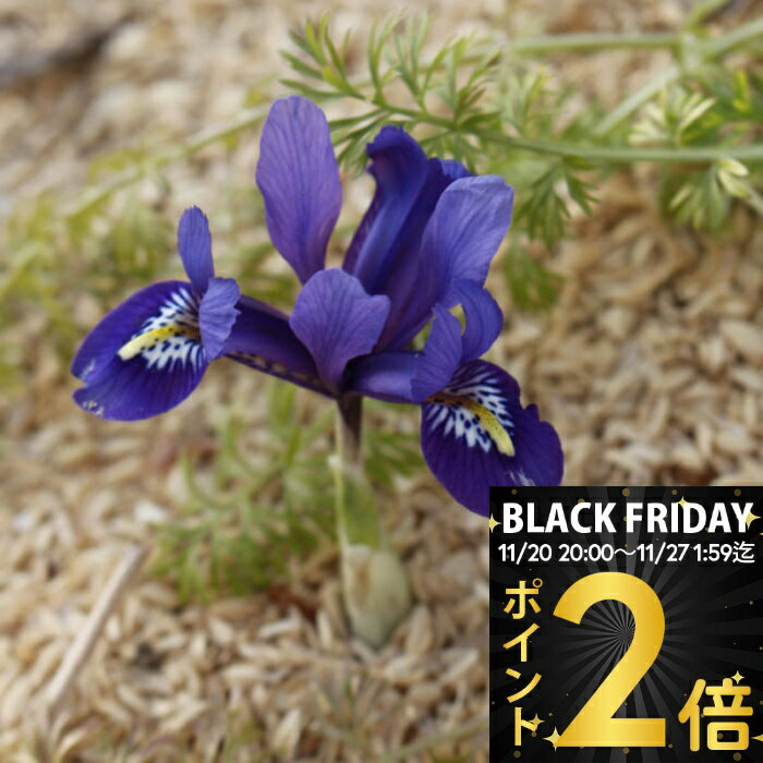 ＼BLACK FRIDAY ポイント2倍／ 球根植えっぱなし球根 