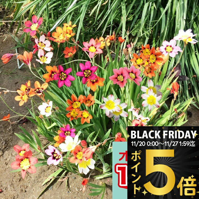 ＼ポイント5倍／ 球根 花 植えっぱなし球根 スパラキ