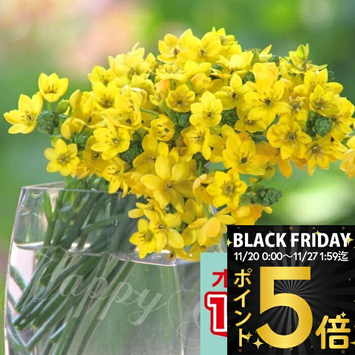 ＼ポイント5倍／ 植えっぱなし球根 オーニソガラム ダ
