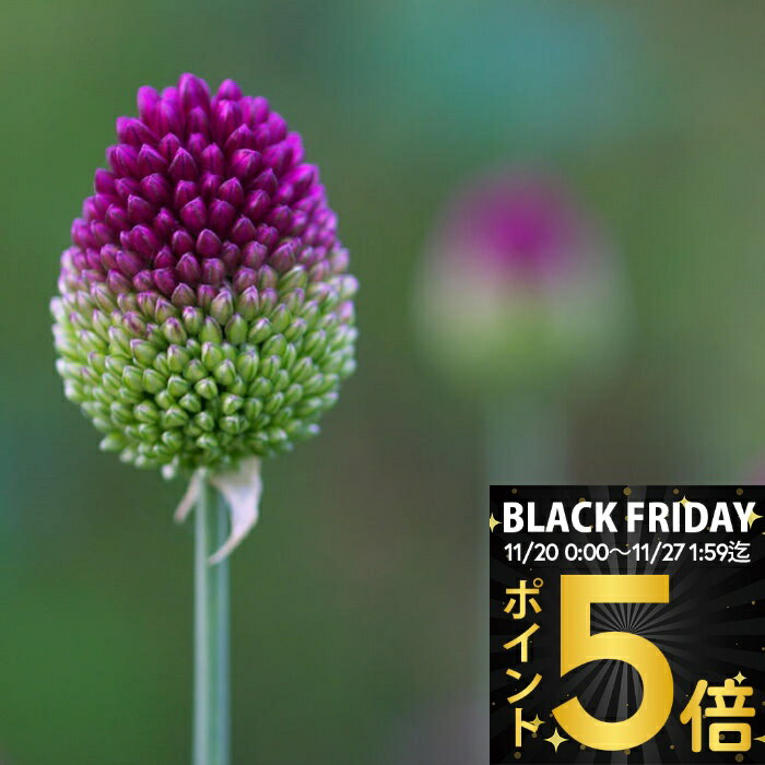 ＼ポイント5倍／ 植えっぱなし 球根 花 アリウム スフ