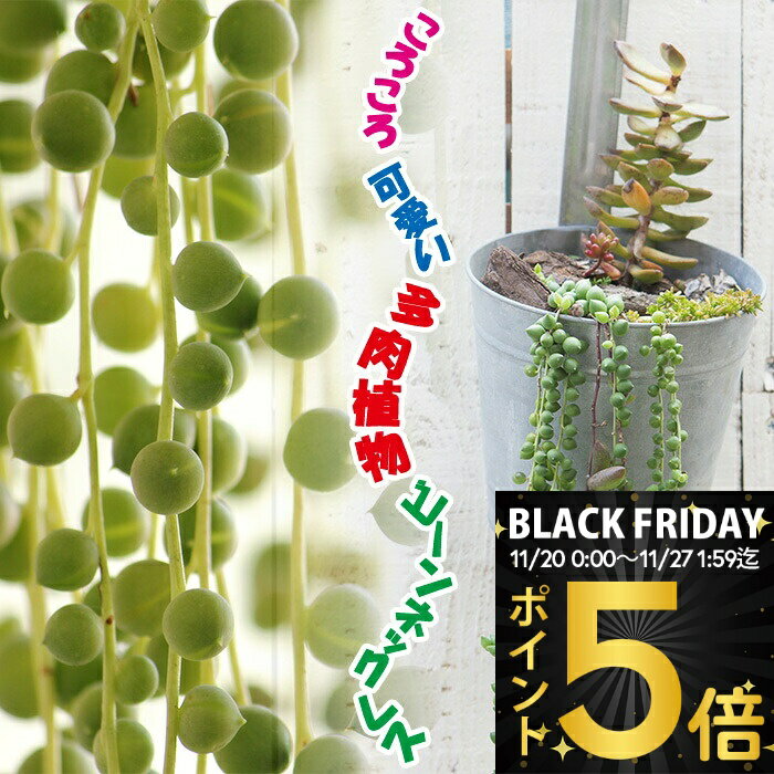 ＼ポイント5倍／ 多肉植物 ビーンネックレスシリーズ 5種から選べる 1鉢 2.5〜3号【お取り寄せ】Seneci..