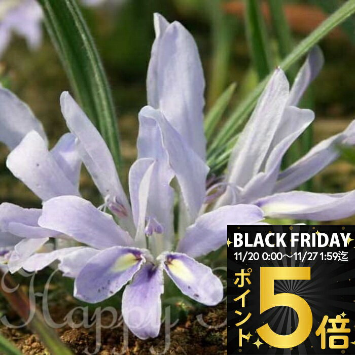 ＼ポイント5倍／ 植えっぱなし球根 原種系 バビアナ 