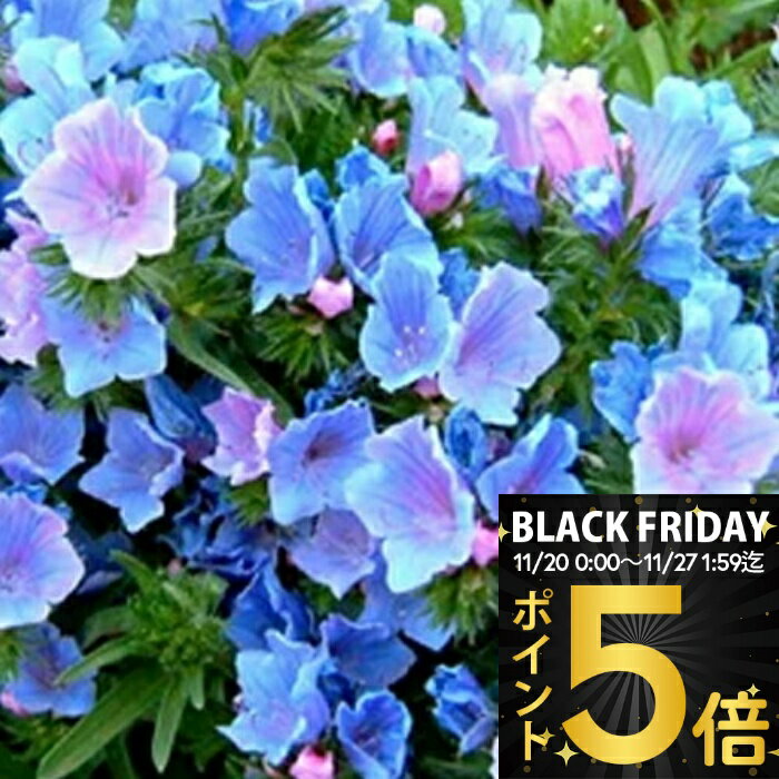 ＼ポイント5倍／ 花苗 秋 一年草 花 エキウム ブルーベッダー 選べるセット 3~3.5号【お届け中】Echium vulgare Blue Bedder 耐寒性 多年草 二年草 寄せ植え 草丈低中 春苗 イングリッシュガーデン 庭植え 花壇 ハッピーガーデン 【2025AKi】1530p5
