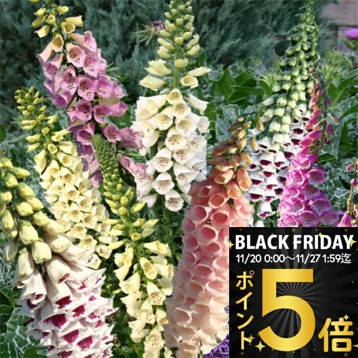 ＼ポイント5倍／ 花苗 秋 多年草 宿根草 花 ジキタリス 苗 選べる21種 1鉢 3.5号【お届け中】Digitalis 宿根草 耐寒性 2年草 春苗植え イングリッシュガーデン 秋 冬 花壇 多年草　草丈高 アプリコット パムズチョイス ハッピーガーデン【2025AKi】1530p5
