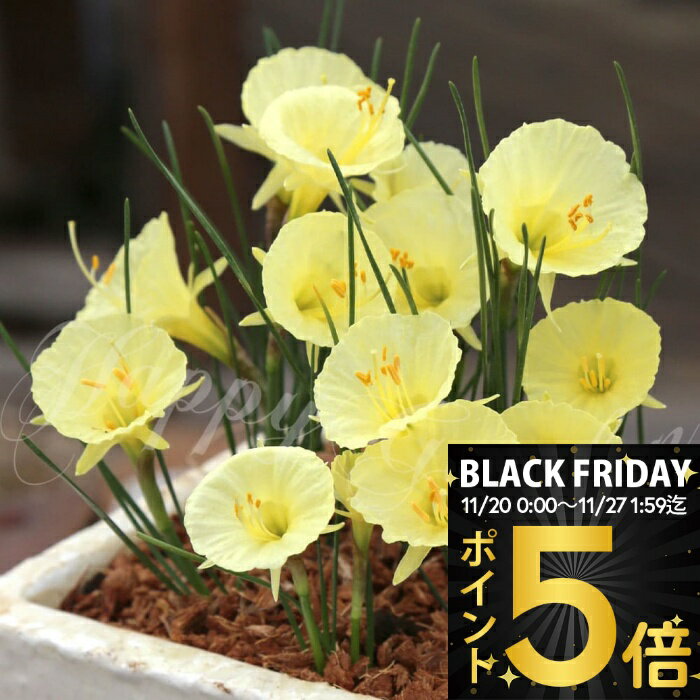 ＼ポイント5倍／ 植えっぱなし球根 花 水仙 ジュリアジェーン 3球セット ライトイエロー 秋 冬植え 【..