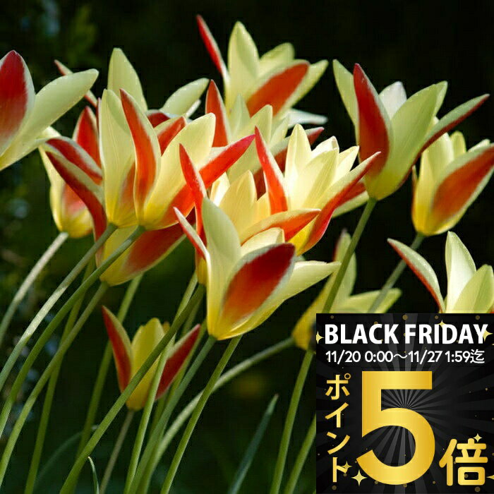 ＼ポイント5倍／ 植えっぱなし 球根 花 原種チューリップ クルシアナ クリサンタ 5球〜30球セット【お届け中 小球根 メール便対応 一部セットは送料無料】秋 冬 小球根 多年草 耐寒性 白花 早春 人気 秋植え球根 【2025BU】1530p5