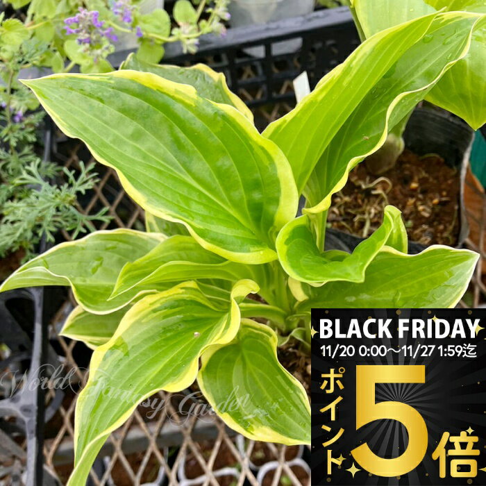 ＼ポイント5倍／ 花苗 ホスタ ソースィート 1鉢 選べるサイズ【お届け中 冬季落葉 休眠株】Hosta tar SoSweet 草花 多年草 春 夏苗 夏の花 ガーデン 花壇 ガーデニング シェードガーデン 日陰に強い 宿根草 イングリッシュガーデン 1530p5
