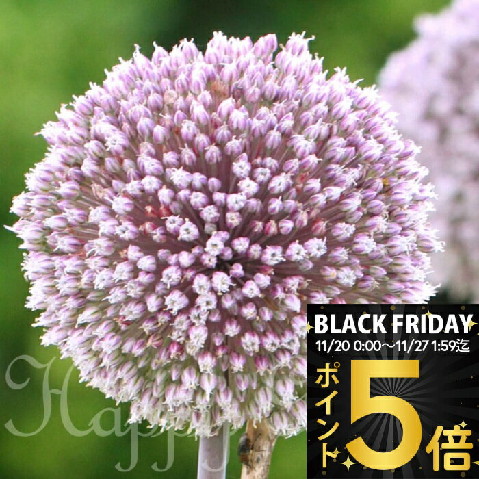 ＼ポイント5倍／ 球根 植えっぱなし アリウム サマー