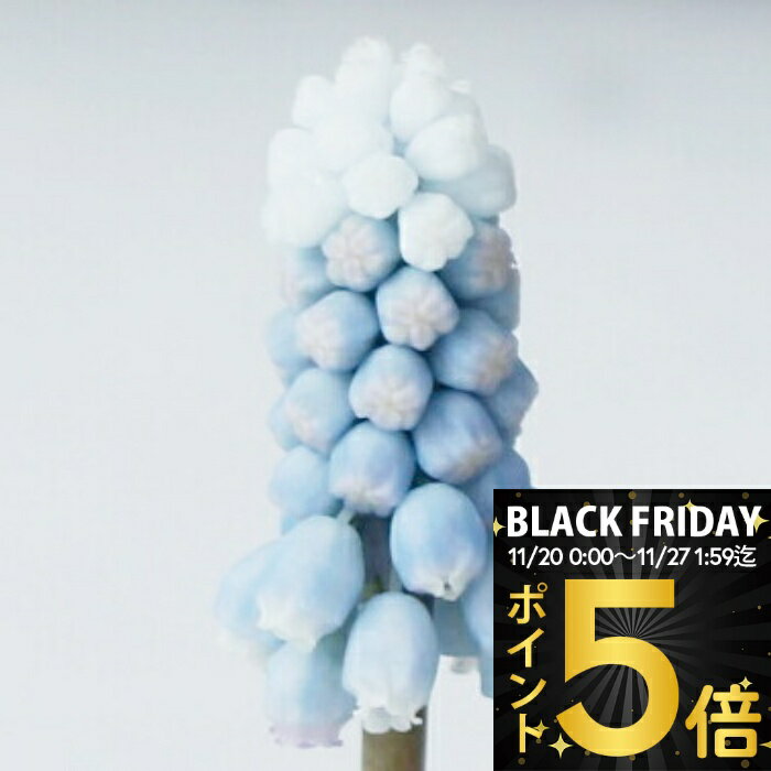 ＼ポイント5倍／ 植えっぱなし 球根 空色 ムスカリ バ