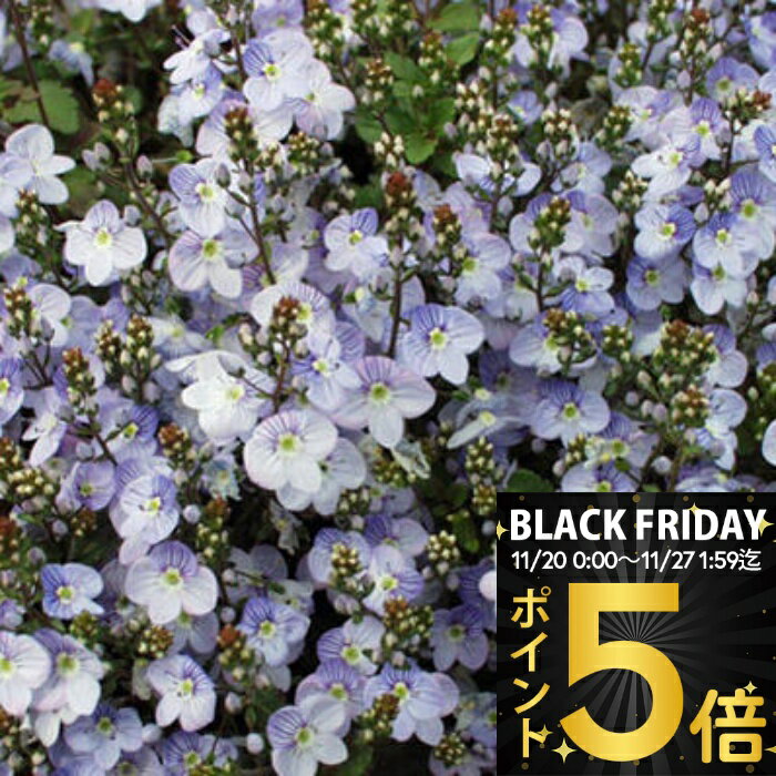 ＼ポイント5倍／ 花苗 秋 多年草 宿根草 花 ベロニカ マダムマルシア 1鉢 3~3.5号【お届け中】Veronica petraea Madame Mercier 薄青 青花 草丈低 苗物 耐寒性多年草 寄せ植え 鉢植え 庭植え グランドカバー 花壇 春 ハッピーガーデン【2025AKi】1530p5