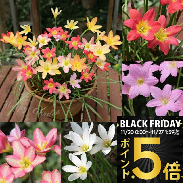＼ポイント5倍／ 1000円ポッキリ 花苗 多年草 花 ゼフィランサス レインリリー ハブランサス 選べる種類 3球植え 1鉢 3号【お届け中】Zephyranthes 春球根 植えっぱなし 初夏～花が楽しめ タマスダレ 夏 秋 ハッピーガーデン 1530p5
