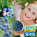 \最短発送 父の日 植物/ 果物 プレゼント 実付き ブルーベリー 2種2本植え 5号 鉢植え トレリス仕立て ミニバケツ付き【即納 地域限定送料無料 無料カー...
