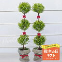 敬老の日 ギフト 観葉植物 木トピアリー仕立て 3玉 コニファー ゴールドクレス 2鉢セット 5号【敬老の日期間9月10日~9月15日 地域限定送料無料】常緑樹 冬に強い ギフト 鉢植え クリスマス 誕生日 開店祝い お祝い プレゼント シンメトリー kr2025