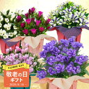 敬老の日 ギフト 花 りんどう 選べる種類 鉢植え【敬老の日期間9月10日~9月15日 地域限定送料無料】フラワーギフト 贈り物 贈答品 祖母 おばあちゃん リンドウ 竜胆 80代 孫から 2025kr