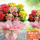 敬老の日 ギフト 花 カランコエ 3色寄せ鉢ミックスカラー 1鉢 5号【敬老の日期間9月10日~9月15日 地域限定送料無料】Kalanchoe お花 鉢花 花鉢 60代 80代 70代 90代 鉢植え 祖母 母 祖父 お祝い 誕生日 ハッピーガーデン 孫 2025kr