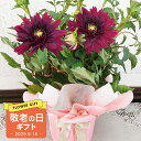 敬老の日 プレゼント 鉢花 ギフト ダリア 黒蝶 1鉢 選べるサイズ 鉢植え 蕾でお届け【敬老の日期間9月11日~9月16日 地域限定送料無料】Dahlia Kokucho 黒花 フラワーギフト 贈答品 贈り物 祖母 おばあちゃん 花壇 大輪 ガーデニング 多年草 花鉢 2025kr