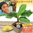 敬老の日 ギフト 果樹 プレゼント ドワーフ モンキーバナナ 矮性 8号1鉢 鉢植え 果物【敬老の日期間9月10日~9月15日 地域限定送料無料】Musaceae Musa 誕生日 鉢 父 義父 祖父 植物 花 果樹 ハッピーガーデン サマーギフト お中元 夏のギフト kr2025