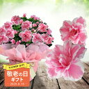 敬老の日 ギフト 花 アザレア 選べる種類 5号 花鉢 ラッピング無料 メッセージカード無料 鉢植え【敬老の日期間9月10日~9月15日 地域限定送料無料】Azaelea プレゼント お祝い 誕生日 孫 鉢花 敬老 祝い 祖母 おばあちゃん 贈答品 ハッピーガーデン 2025kr