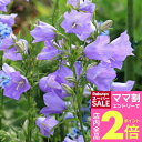 \ママ割2倍/花苗 夏 宿根草 カンパニュラ テルハムビューティ 1鉢 3.5号ロングポット 花なしでお届け【お届け中】Campanula persiciflolia Telham Beauty 青花 イングリッシュガーデン ガーデニング 秋 冬 春 ハッピーガーデン HappyGarden【0414-2p】