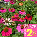 \ママ割2倍/花苗 宿根草 エキナセア Mixカラー おまかせ 1鉢3.5号【お届け中】Echinacea purpurea バレンギク 馬簾菊 パープルコーンフラワー エキナケア 草花 多年草 ガーデン ガーデニング 【hk】