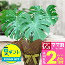 \ママ割2倍/夏 ギフト 観葉植物 プレゼント モンステラ 7号 Monstera【お取り寄せ 地域限定送料無料】花 鉢植え おしゃれ お祝い 誕生日 男性 父 フラワーギフト 新築祝い ハッピーガーデン サマーギフト お中元 夏のギフト