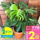 \ママ割2倍/夏 ギフト 観葉植物 プレゼント モンステラ 8号 大鉢 Monstera 鉢植え【お取り寄せ 地域限定送料無料】お祝い 鉢植え おしゃれ お祝い 誕生日 新築祝い 引っ越し祝い インテリア 開店祝い 開業祝い 結婚祝い サマーギフト お中元 夏のギフト