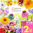 \ママ割2倍/花苗 ガーデニング 季節の草花 苗 おまかせ 8苗セット 選べるタイプ【お届け中 地域限定送料無料】珍しい 苗 セット 草花宿 根草 宿根草 苗物 花 寄せ植え コンテナ花の苗 1年草 多年草 ガーデン 花壇 ハッピーガーデン