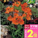\ママ割2倍/球根 花 鉢栽培向き オーニソガラム ダビウム オレンジ 3球セット【先行予約10月上旬~お届け 小球根 メール便】ornithogalum dubium Orange 珍しい 橙 秋 冬植え 早春開花 鉢植え【2025BU】【mail】