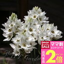 \ママ割2倍/植えっぱなし球根 オーニソガラム マウントエベレスト 3球セット 【先行予約10月上旬~お届け メール便】Ornithogalm Mounteverest 白 秋 冬植え 早春開花 花の球根 ガーデニング 庭植え 鉢植え 花壇 【2025BU】