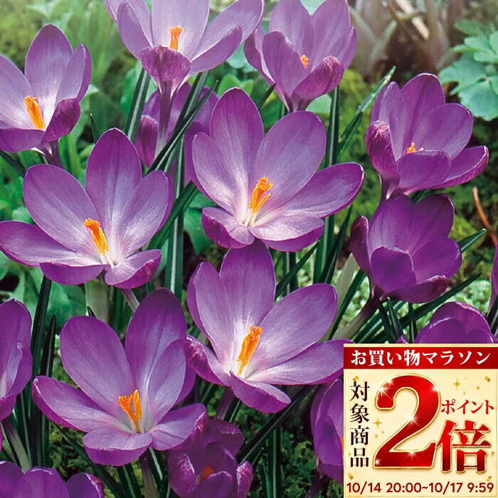 植えっぱなし球根 秋 花 クロッカス ルビージャイアント 選べる5~30球セット 紫花 秋球根【先行予約 10月中旬~お届け　メール便対応 一部セット送料無料】Crocus Rubygiant 秋植え球根 庭植え 花壇 鉢植え 寄せ植え 早春 【2026BU】【mail】