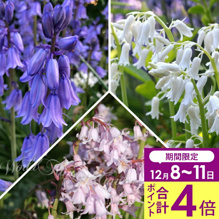 ＼合計ポイント4倍 12/8〜11／ 植えっぱなしOK 秋植え 球根 毎年咲く シラー・カンパニュラータ 選べる桃 白 青 3〜18球セット 【お届け中 小球根 メール便】Hyacinthoides hispanica シェイドガーデン 日陰 釣鐘水仙 多年草 花壇 庭植え 鉢植え【2025BU】【mail】