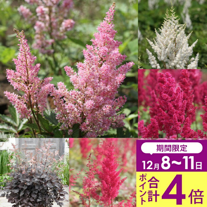＼合計ポイント4倍 12/8〜11／ 花苗 秋 アスチルベ 選