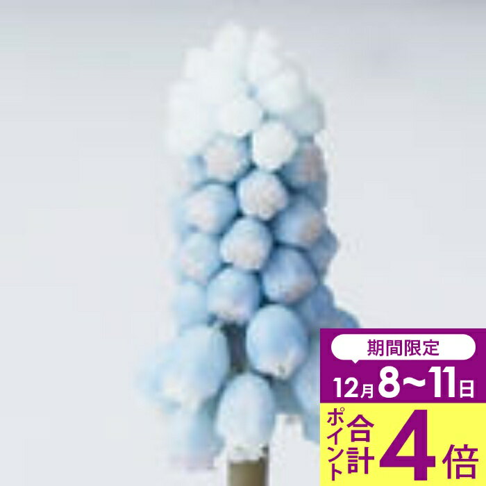 ＼合計ポイント4倍 12/8〜11／ 1000円ポッキリ 送料無料 植えっぱなし球根 ムスカリ ペパーミント 選べ..
