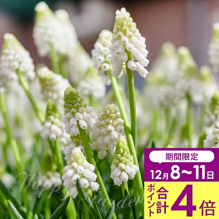 ＼合計ポイント4倍 12/8〜11／　球根 植えっぱなし球根 ムスカリ ホワイトパール 球根 4球セット【お届..