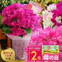 母の日 まだ間に合う お花 ギフト花 鉢花 プレゼント 特選Aクラス ブーゲンビリア 選べる花色 サイズ5~6号 籠付きラッピング 鉢植え【先行予約 母の日期間...