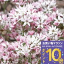 植えっぱなし球根 球根 色が変わる アリウム カメレオン 選べる3球~10球セット【先行予約10月上旬~お届け 小球根 メール便でお届け】Alluim 花の球根 秋植え球根 秋植え 庭植え 花壇 ハッピーガーデン 【2025BU】 【mail】【0806P10】