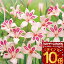\ポイント10倍/ 1000円ポッキリ 花苗 芽出し 球根 苗 花 春咲きグラジオラス インプレッシブ 1球植え 選べる1〜3鉢セット 3号鉢 1芽【お届け中】Gladiolus Impressive 花色ピンク 桃 野放し 花の球根 秋植え球 春開花 花壇 庭植え 多年草根 花壇 お洒落 春 夏【Point10】 396円