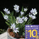 植えっぱなし 球根 花 バビアナ 春かすみ 5球セット【先行予約10月~お届け 小球根 メール便対応】Babiana 秋球根 花の球根 庭植え 秋植え 花壇 花壇 鉢植え 春 ハッピーガーデン【2025BU】【mail】【0806P10】