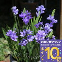 植えっぱなし 球根 花 バビアナ 瑠璃風 5球セット【先行予約10月~お届け 小球根 メール便対応】Babiana 秋球根 花の球根 庭植え 秋植え 花壇 花壇 鉢植え 春 ハッピーガーデン【2025BU】【mail】【0806P10】