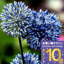\1000円ポッキリ送料無料/ 植えっぱなし 球根 アリウム コエルレウム選べるセット 4球~24球セット【先行予約 10月上旬~お届け 小球根 送料無料】Allium caeruleum Ornamental Onion 秋 冬 多年草 耐寒性 白花 早春 人気 秋植え球根【2025BU】【mail】【0806P10】